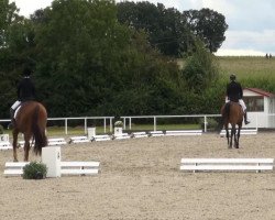 dressage horse Burgund (Schlesier, 2008, from Barbo)