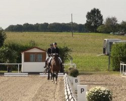 dressage horse Lakordina (Westphalian, 2010, from Lissaro)