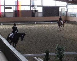 dressage horse Daikiri (Hanoverian, 2008, from Desperados FRH)