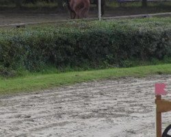 dressage horse Percy (unknown, 2000)