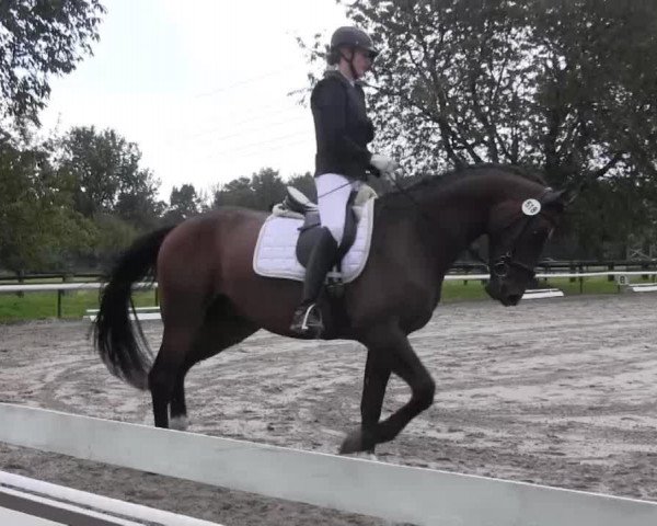 dressage horse Finley 85 (Hanoverian, 2011, from For Compliment)