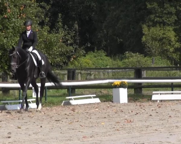 dressage horse Meggle's Doradus (Rhinelander, 2011, from Delamanga)