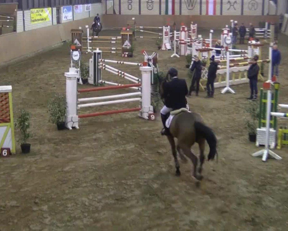 jumper Dynamic 21 (KWPN (Royal Dutch Sporthorse), 2008, from Contender)