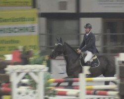 Zuchtstute Cinderella (Deutsches Reitpony, 2009, von Chardonnay)