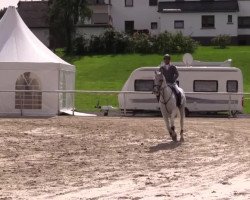 dressage horse Campino (Welsh-Pony (Section B), 1998)