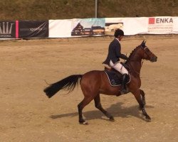 Pferd Hokino van het Ruiterhof (Belgisches Warmblut, 2007, von Nonstop)