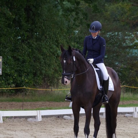 dressage horse Love Dancer (Hanoverian, 2017, from Londontime)