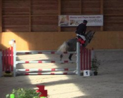 jumper Brooklyn 31 (Belgian Warmblood, 2008, from Caspar (Berlin))