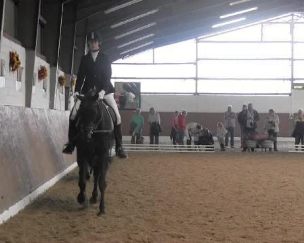 dressage horse Deelayn (Zweibrücken, 1993, from Don Primero)