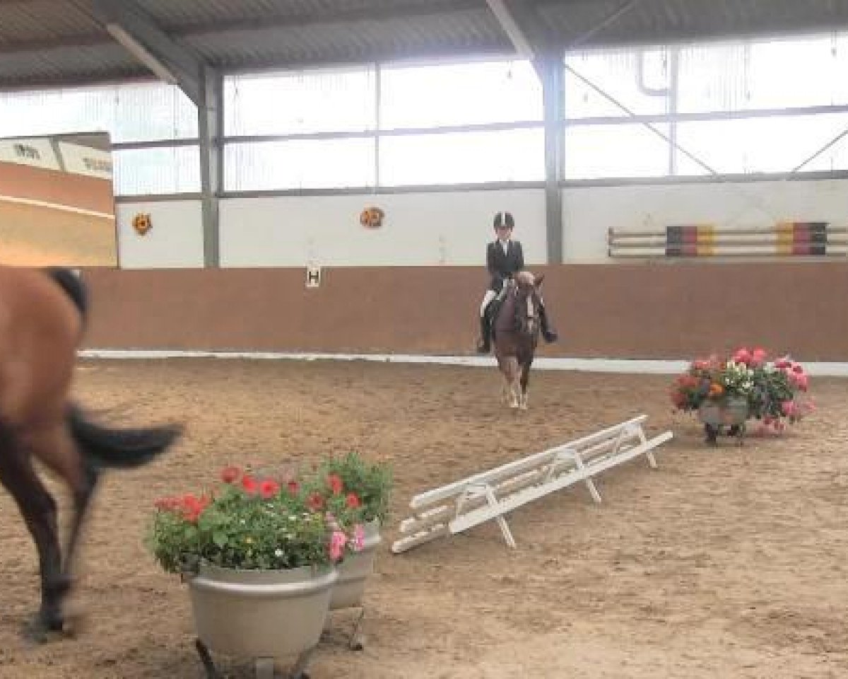 Dressurpferd Henri (Mecklenburger, 2008)