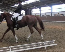 dressage horse Louisdor (unknown, 2005)