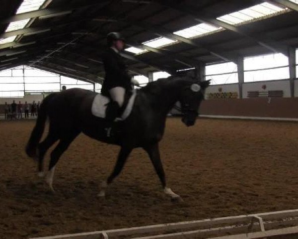 jumper Donnie Darko 6 (German Riding Pony, 2008, from Donchester)