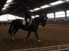 jumper Donnie Darko 6 (German Riding Pony, 2008, from Donchester)