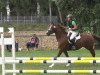 jumper Levistina 6 (German Sport Horse, 2008, from Levistano)