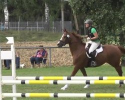 jumper Levistina 6 (German Sport Horse, 2008, from Levistano)