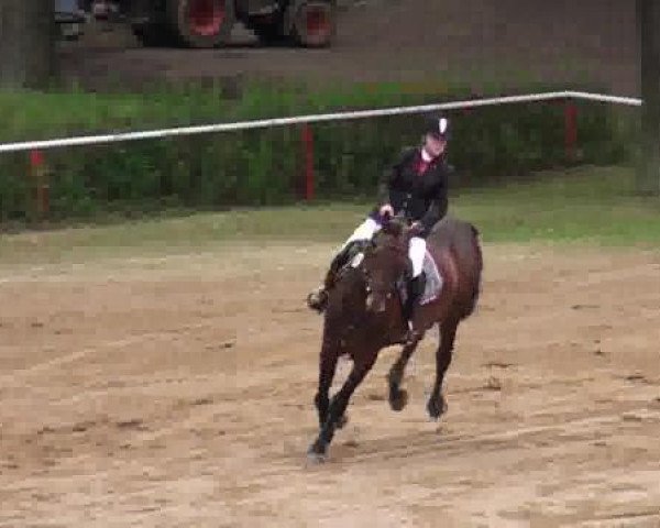 jumper Ramira 389 (German Warmblood, 2004, from Rappallo Razzo)