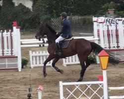 jumper Caruso (Hanoverian, 2008, from Clinton H)