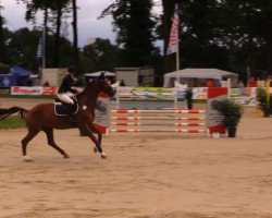 jumper Ballisandro (Hanoverian, 2007, from Brentano II)