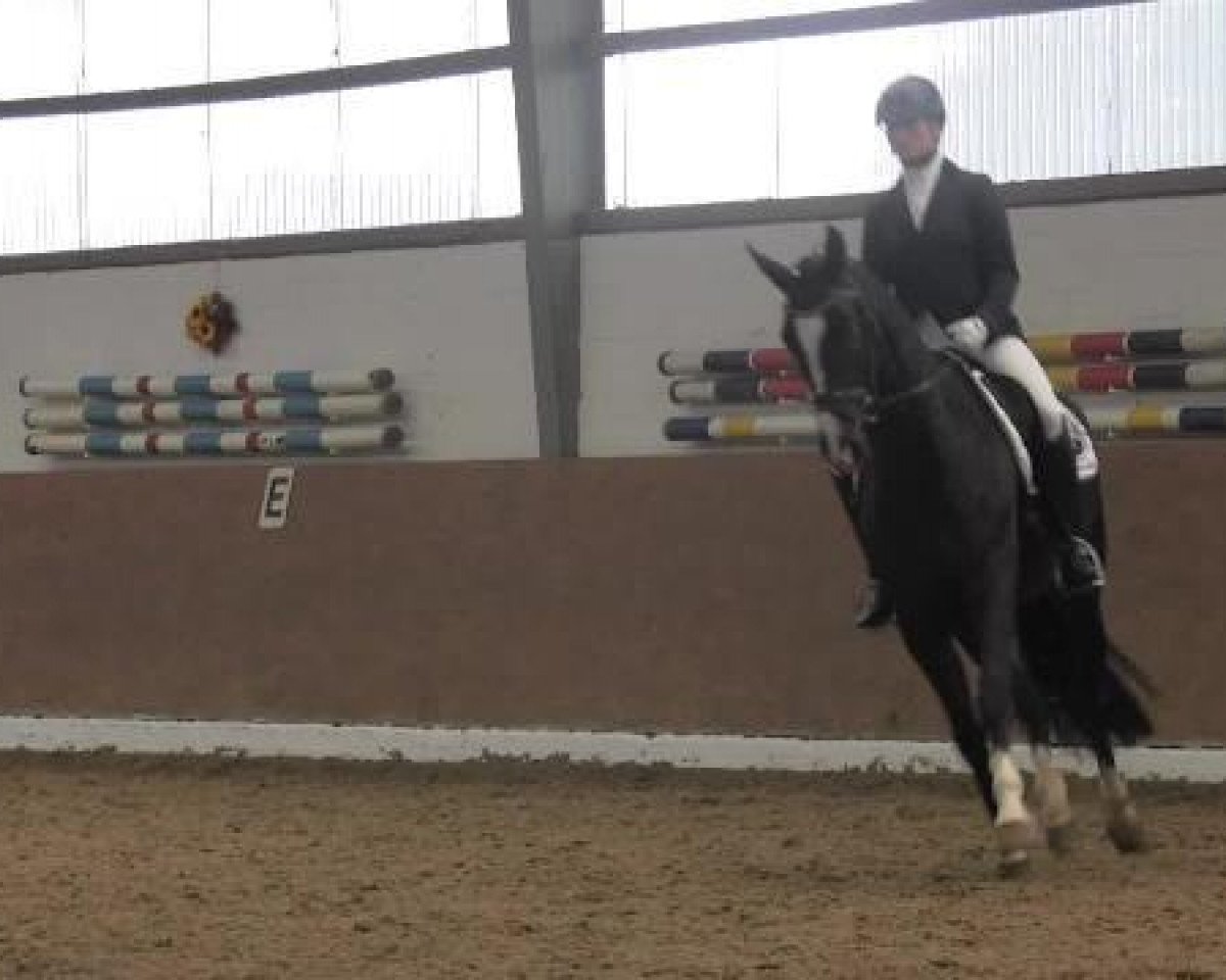 dressage horse Flüsterfee (Rhinelander, 2010, from Fidertanz)