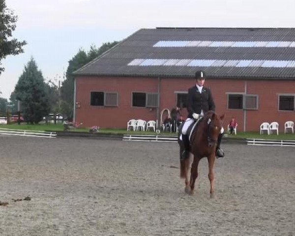 dressage horse Domingo 637 (German Riding Pony, 2009)