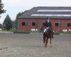 dressage horse Domingo 637 (German Riding Pony, 2009)