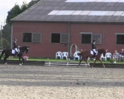 dressage horse Red Rosy B (Westphalian, 2009)