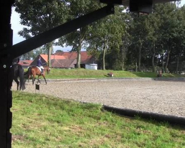 dressage horse Finjes (Westphalian, 2009, from Fürst Piccolo)