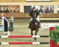 Springpferd Faust 58 (Belgisches Warmblut, 2005, von Sable Rose)