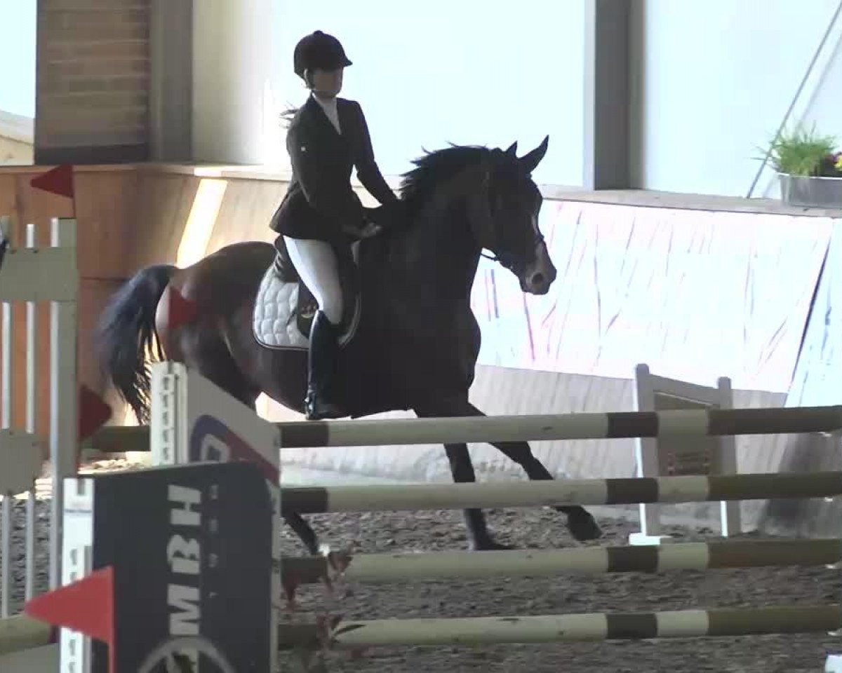 jumper Godric Gryffindor (Oldenburg show jumper, 2009, from Corlensky G)