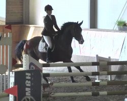 jumper Godric Gryffindor (Oldenburg show jumper, 2009, from Corlensky G)