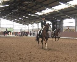 dressage horse Karlsmann (Westphalian, 2005, from Kostolany)