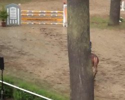 jumper Corado 105 (German Sport Horse, 2008, from Couleur-Lamour)