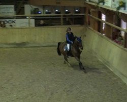 jumper Leonie 4 (German Riding Pony, 2005, from Creston Dundee)