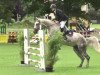 jumper Amaretta 14 (Oldenburg show jumper, 2008, from Acadius)