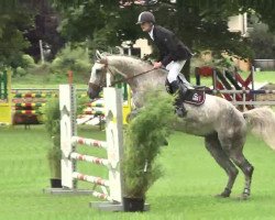 jumper Amaretta 14 (Oldenburg show jumper, 2008, from Acadius)