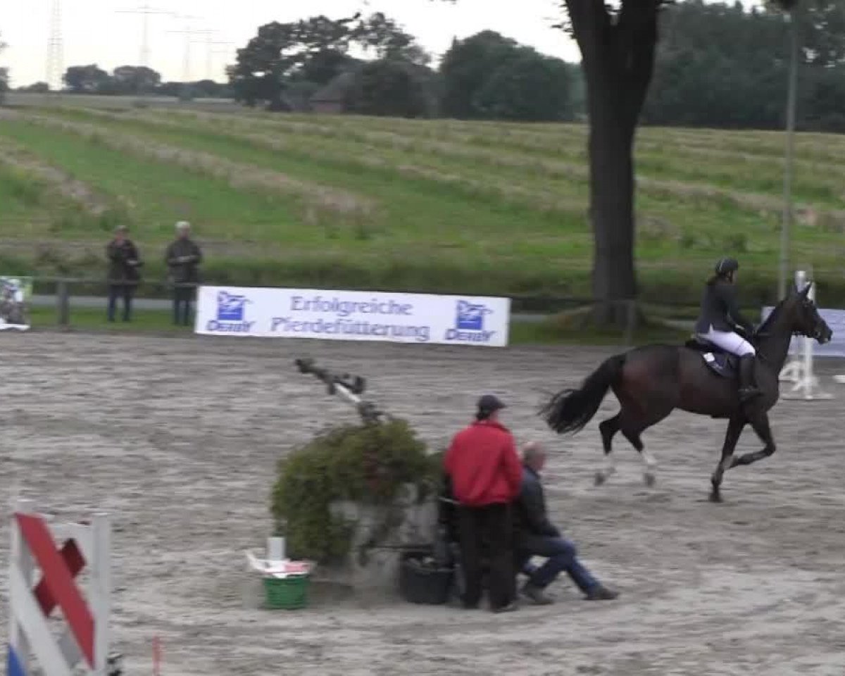 Springpferd Dorette 193 (KWPN (Niederländisches Warmblut), 2008, von Emilion)
