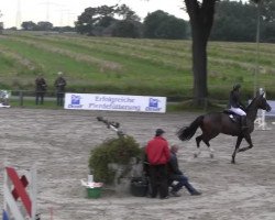 jumper Dorette 193 (KWPN (Royal Dutch Sporthorse), 2008, from Emilion)