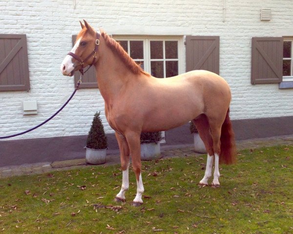 horse K&G Pino (New Forest Pony, 2005, from Linde's Rob)