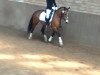 dressage horse Bluna 21 (German Riding Pony, 2002, from Batman)