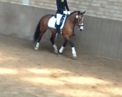 dressage horse Bluna 21 (German Riding Pony, 2002, from Batman)