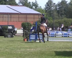 jumper Cjamil (Belgian Warmblood, 2009, from Canstakko)