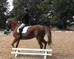 dressage horse Fibius Fallou (Westphalian, 2008, from Fifty Cent)