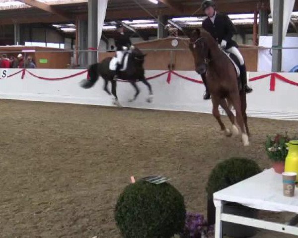 dressage horse Diano Perado (Hanoverian, 2011, from Desperados FRH)