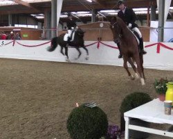 dressage horse Diano Perado (Hanoverian, 2011, from Desperados FRH)