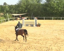 jumper La Buche (Polish Warmblood, 2009, from Almanzor L)