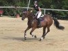 broodmare Coco Chanel 214 (Holsteiner, 2008, from Con Air)