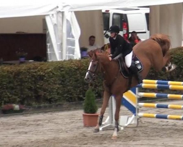 horse Dior 162 (Belgian Warmblood, 2008, from Quadrillo)