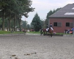 dressage horse Die Schöne 2 (Hanoverian, 2009, from Dressage Royal)