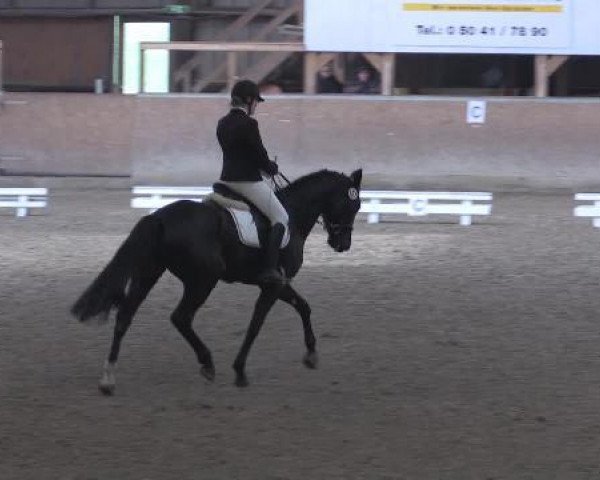 dressage horse Svende 3 (Hanoverian, 2010, from San Amour I)