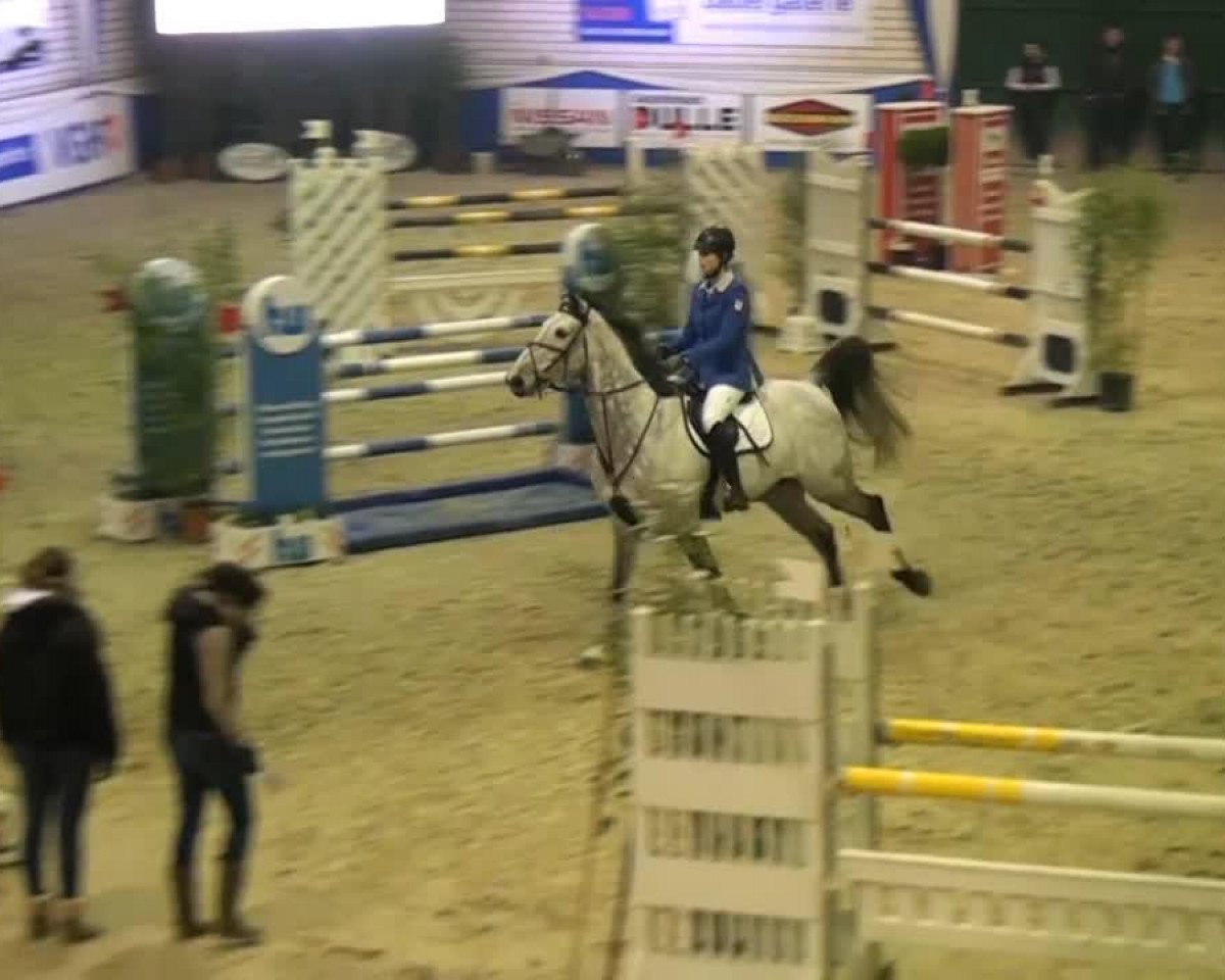 jumper Camelot Db (KWPN (Royal Dutch Sporthorse), 2007, from Cartano)